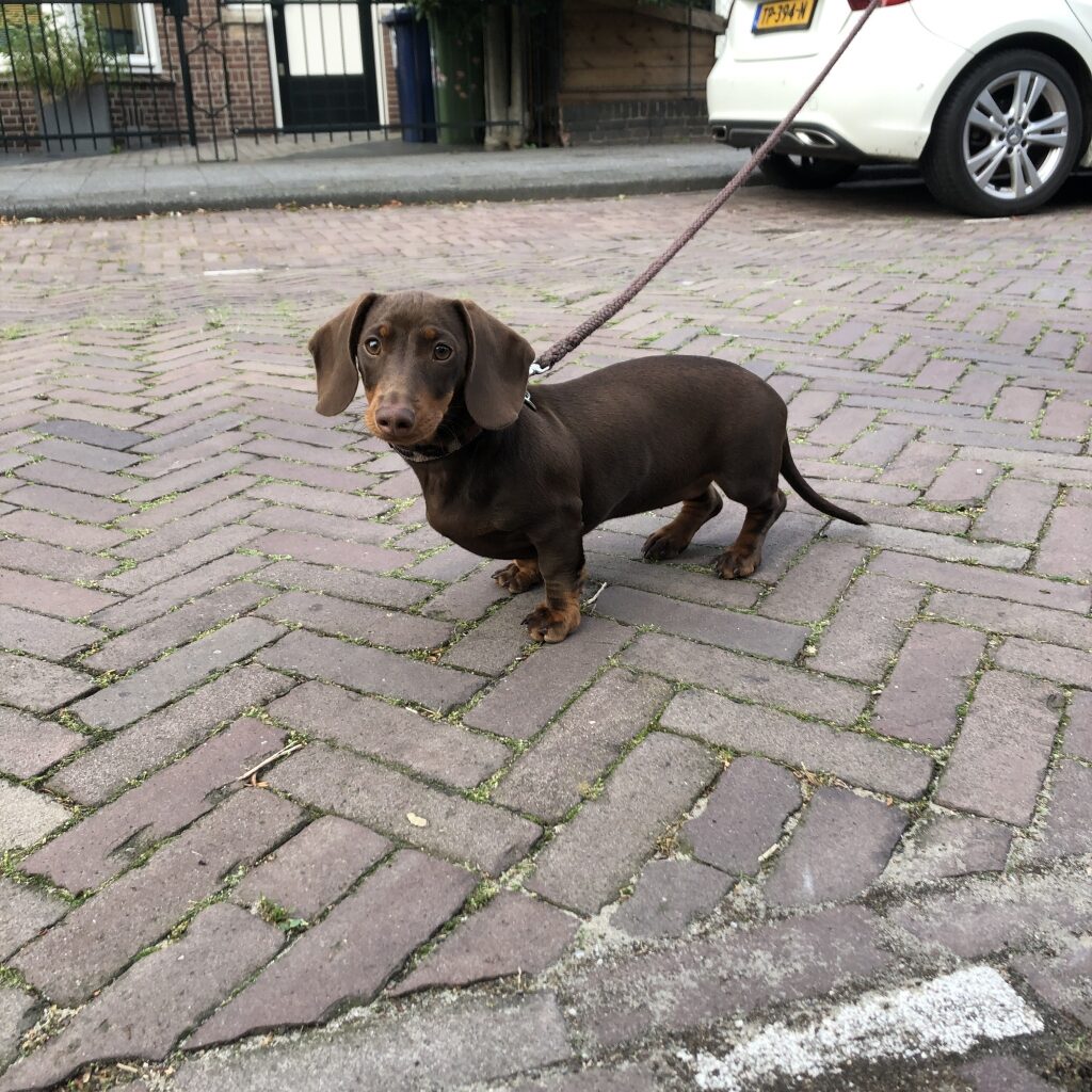 oppas hond Den Haag, Den Haag oppashond, Den Haag hondenoppas aan huis, Den Haag oppas hond, Den Haag hondenoppas, Den Haag hondenoppasgezocht, Den Haag honden oppas gezocht, Den Haag oppas hond gezocht, Den Haag oppashond, Den Haag hondenoppas, Den Haag oppashond gezocht, Den Haag oppas voor hond, Den Haag oppas voor hond gezocht, Den Haag hond oppassen, Den Haag oppassen op honden, hondenoppas oppas huisdieren Den Haag, hondenoppas thuis Den Haag,hondenoppas in huis Den Haag