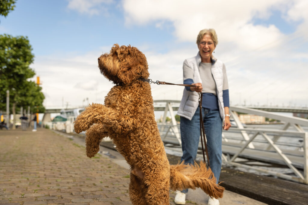 honden oppas Rotterdam, Rotterdam, Rotterdam Overschie, Rotterdam Charlois, Rotterdam Noord, Rotterdam Zuid