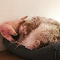 Foto van Saartje