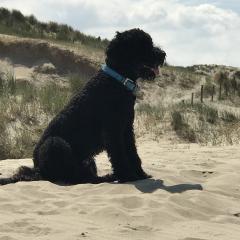 Foto van Joep