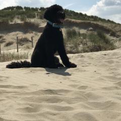 Foto van Joep