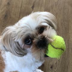 Foto van Pip