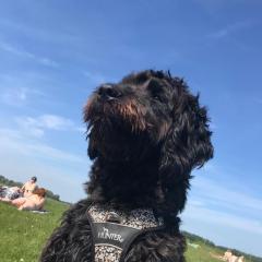 Foto van Daantje