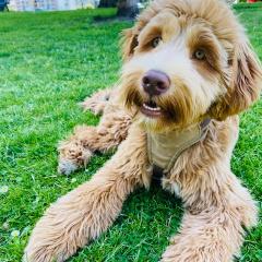 Foto van Tommy