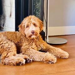 Foto van Tommy