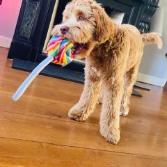 Foto van Tommy