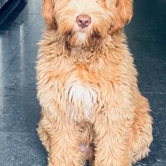 Foto van Tommy