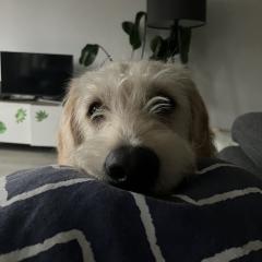 Foto van Bowie