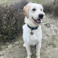 Foto van Bowie