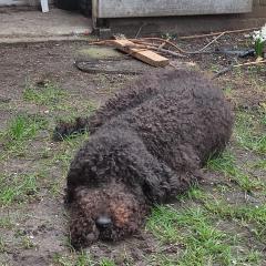 Foto van Ollie