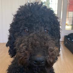 Foto van Ollie