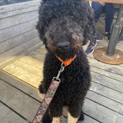 Foto van Ollie