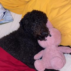 Foto van Ollie