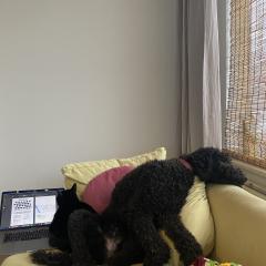 Foto van Ollie