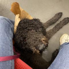 Foto van Ollie