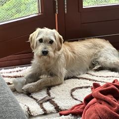 Foto van Bowie