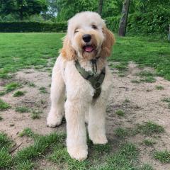 Foto van Lou