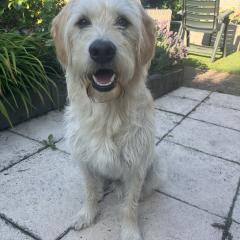 Foto van Bowie