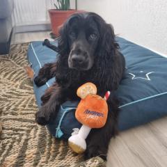 Foto van Gizmo