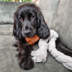 Foto van Gizmo