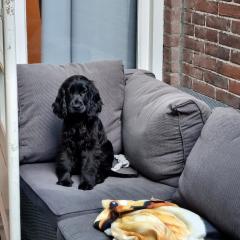 Foto van Gizmo