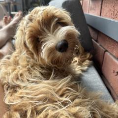Foto van Bobby