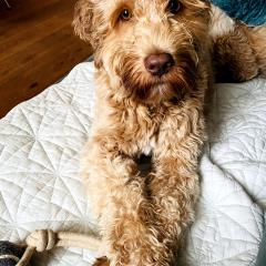 Foto van Tommy