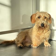 Foto van Indy
