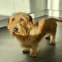 Foto van Indy