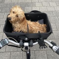 Foto van Indy
