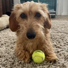Foto van Indy