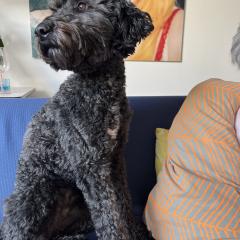 Foto van Daantje