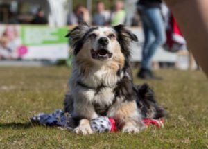 honden oppas, hondenoppas aan huis, oppas hond, hondenoppasgezocht, honden oppas gezocht, oppas hond gezocht, oppashond, hondenoppas worden, oppashond gezocht, oppas voor hond, oppas voor hond gezocht, hond oppassen, oppassen op honden, vakantie oppas hond, opoe hondenoppas, oppas huisdieren, hondenoppas thuis, hondenoppas in huis,