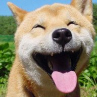 gezocht, hondenoppas, opoes hondenoppas, oppas hond thuis, dagoppas hond, hondenoppas in de buurt, oppas aan huis voor hond, hondenoppas aan huis gezocht, vakantie oppas hond gezocht,