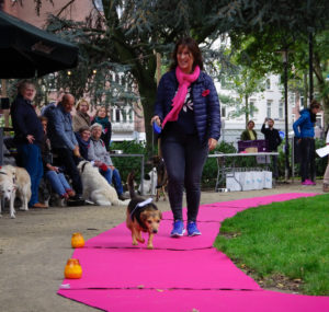 honden oppassen vakantie, oppas opa en oma hond, honden vakantie oppas, hondenoppas particulier, hondenoppas zomervakantie, oppas huis en hond, gezocht, oppas hond, oppas voor kleine honden, pawshake, hondenoppas,