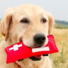 Leeuwenhoek honden oppas, Slaaghwijk honden oppas, Zijlwijk-Zuid honden oppas, Zijlwijk-Noord honden oppas, Merenwijk-Centrum honden oppas, Leedewijk-Zuid honden oppas, Leedewijk-Noord honden oppas, Schenkwijk honden oppas, Kloosterhof honden oppas, Dobbewijk-Noord honden oppas, Dobbewijk-Zuid honden oppas,