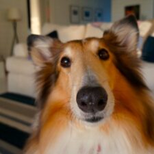 honden oppas Academiewijk, honden oppas Levendaal-West, honden oppas Levendaal-Oost, honden oppas Stadshart, honden oppas Marewijk, honden oppas Pancras-West, honden oppas Pancras-Oost , honden oppas D'Oude Morsch, honden oppas Oude Dorp en Bovenkerk, honden oppas Pieterswijk , honden oppas Academiewijk, honden oppas Levendaal-West, honden oppas Levendaal-Oost, honden oppas Stadshart, honden oppas Marewijk, honden oppas Pancras-West, honden oppas Westwijk , honden oppas Buitengebied-Zuid, honden oppas Amsterdamse Bos,