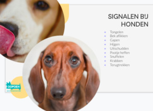 honden oppassen Alkmaar, honden oppassen Almelo, honden oppassen Almere, honden oppassen Alphen aan den Rijn, honden oppassen Amersfoort, honden oppassen Apeldoorn, honden oppassen Arnhem, honden oppassen Assen, honden oppassen Breda, honden oppassen