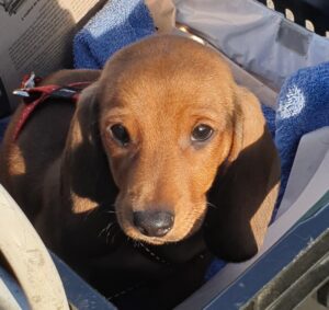 Heerlen honden oppassen, Helmond honden oppassen, s Hertogenbosch honden oppassen, Hengelo honden oppassen, Hilversum honden oppassen, Hoorn honden oppassen, Leeuwarden honden oppassen, Leiden honden oppassen, Lelystad honden oppassen, Maastricht honden oppassen,