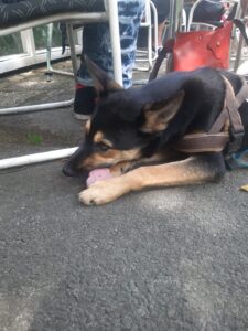 oppas voor hond,Hoorn oppas voor hond, Leeuwarden oppas voor hond, Leiden oppas voor hond, Lelystad oppas voor hond, Maastricht oppas voor hond, Nijmegen oppas voor hond, Oss oppas voor hond, Roosendaal oppas voor hond, Sittard-Geleen oppas voor hond, Schiedam oppas voor hond, Tilburg oppas voor hond, Venlo oppas voor hond,