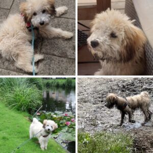 oppashond gezocht Haarlemmermeer, oppashond gezocht Heerlen, oppashond gezocht Helmond, oppashond gezocht 's Hertogenbosch, oppashond gezocht Hengelo, oppashond gezocht Hilversum, oppashond gezocht Hoorn, oppashond gezocht Leeuwarden, oppashond gezocht Leiden, oppashond gezocht Lelystad, oppashond gezocht Maastricht, gezocht,