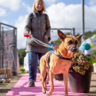 Deventer dagopvang hond, Dordrecht dagopvang hond, Ede dagopvang hond, Eindhoven dagopvang hond, Emmen dagopvang hond, Enschede dagopvang hond, Gouda dagopvang hond, Groningen dagopvang hond, Haarlem dagopvang hond, Haarlemmermeer dagopvang hond, Heerlen dagopvang hond,