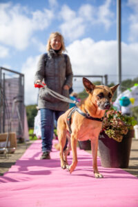 Deventer dagopvang hond, Dordrecht dagopvang hond, Ede dagopvang hond, Eindhoven dagopvang hond, Emmen dagopvang hond, Enschede dagopvang hond, Gouda dagopvang hond, Groningen dagopvang hond, Haarlem dagopvang hond, Haarlemmermeer dagopvang hond, Heerlen dagopvang hond,