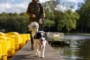 hondenoppassen Alkmaar, hondenoppassen Almelo, hondenoppassen Almere, hondenoppassen Alphen aan den Rijn, hondenoppassen Amersfoort, hondenoppassen Apeldoorn, hondenoppassen Arnhem, hondenoppassen Assen, hondenoppassen Breda