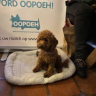 Nijmegen oppas hond, Oss oppas hond, Roosendaal oppas hond, Sittard-Geleen oppas hond, Schiedam oppas hond, Tilburg oppas hond, Venlo oppas hond, Zaanstad oppas hond, Zoetermeer oppas hond, Zwolle oppas hond,