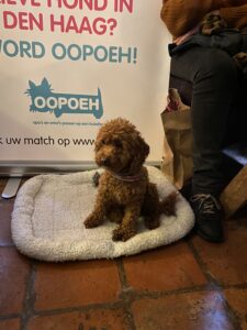 Nijmegen oppas hond, Oss oppas hond, Roosendaal oppas hond, Sittard-Geleen oppas hond, Schiedam oppas hond, Tilburg oppas hond, Venlo oppas hond, Zaanstad oppas hond, Zoetermeer oppas hond, Zwolle oppas hond,