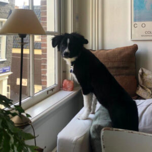 oppas hond gezocht Alkmaar, oppas hond gezocht Almelo, oppas hond gezocht Almere, oppas hond gezocht Alphen aan den Rijn, oppas hond gezocht Amersfoort, oppas hond gezocht Apeldoorn, oppas hond gezocht Arnhem, oppas hond gezocht Assen, oppas hond gezocht Breda, oppas hond gezocht Delft, oppas hond gezocht Deventer, oppas hond gezocht Dordrecht, oppas hond gezocht Ede, oppas hond gezocht Eindhoven, oppas hond gezocht Emmen, oppas hond gezocht Enschede, oppas hond gezocht Gouda, oppas hond gezocht Groningen, oppas hond gezocht Haarlem