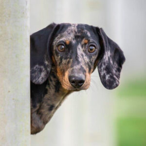 honden oppas Utrecht, Utrecht honden oppas, honden oppas Vleuten-De Meern, oppas hond Leidsche rijn, oppas hond Zuidwest, oppas hond Utrecht Zuid, oppas hond Utrecht Binnenstad, oppas hond Utrecht Oost, oppas hond Noordoost, oppas hond Noordwest West